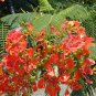 Royal Poinciana, Delonix regia, Tree Seeds (Flame Tree, Flamboyant Tree) (Fast)