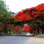 Royal Poinciana, Delonix regia, Tree Seeds (Flame Tree, Flamboyant Tree) (Fast)