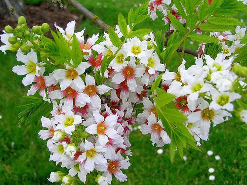 3 Yellowhorn, Xanthoceras sorbifolium, Tree Seeds (Showy, Hardy, Fall Color)