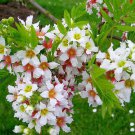 3 Yellowhorn, Xanthoceras sorbifolium, Tree Seeds (Showy, Hardy, Fall Color)