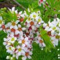 3 Yellowhorn, Xanthoceras sorbifolium, Tree Seeds (Showy, Hardy, Fall Color)