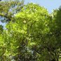 3 Yellowhorn, Xanthoceras sorbifolium, Tree Seeds (Showy, Hardy, Fall Color)