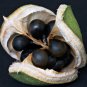 3 Yellowhorn, Xanthoceras sorbifolium, Tree Seeds (Showy, Hardy, Fall Color)