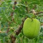 3 Yellowhorn, Xanthoceras sorbifolium, Tree Seeds (Showy, Hardy, Fall Color)
