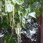 30 Catalpa, Catalpa speciosa, Northern, Tree Seeds, (Fast, Showy, Hardy)
