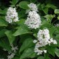30 Catalpa, Catalpa speciosa, Northern, Tree Seeds, (Fast, Showy, Hardy)