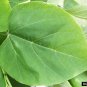 30 Catalpa, Catalpa speciosa, Northern, Tree Seeds, (Fast, Showy, Hardy)