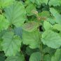 European Hazelnut, (Filbert), Corylus avellana, Seeds (Edible, Showy Fall Color)