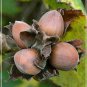 European Hazelnut, (Filbert), Corylus avellana, Seeds (Edible, Showy Fall Color)