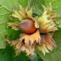 European Hazelnut, (Filbert), Corylus avellana, Seeds (Edible, Showy Fall Color)