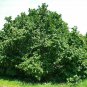 European Hazelnut, (Filbert), Corylus avellana, Seeds (Edible, Showy Fall Color)