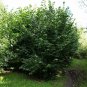 European Hazelnut, (Filbert), Corylus avellana, Seeds (Edible, Showy Fall Color)
