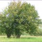 European Hazelnut, (Filbert), Corylus avellana, Seeds (Edible, Showy Fall Color)