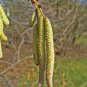 European Hazelnut, (Filbert), Corylus avellana, Seeds (Edible, Showy Fall Color)