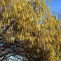 European Hazelnut, (Filbert), Corylus avellana, Seeds (Edible, Showy Fall Color)