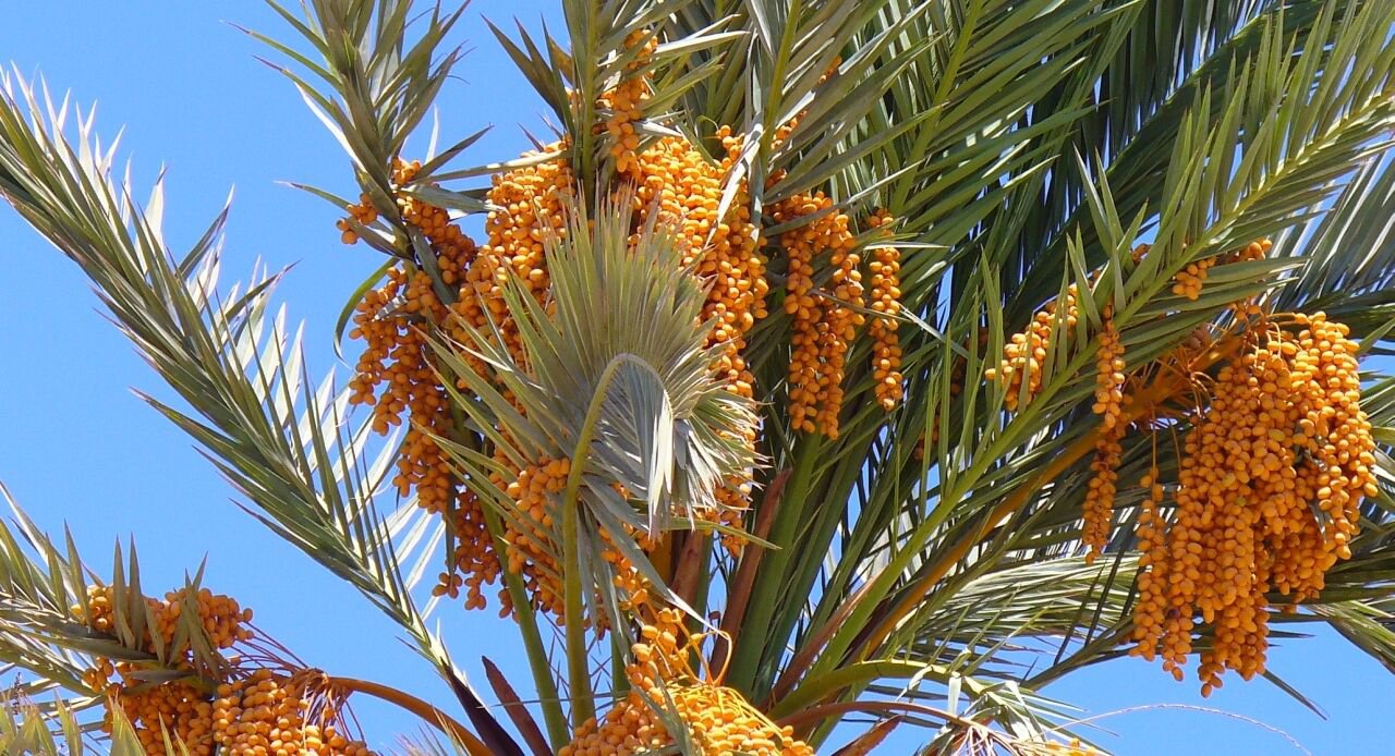 True Date Palm, Phoenix dactylifera, Tree Seeds (Showy, Edible, Evergreen)