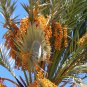 True Date Palm, Phoenix dactylifera, Tree Seeds (Showy, Edible, Evergreen)