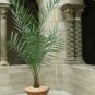 True Date Palm, Phoenix dactylifera, Tree Seeds (Showy, Edible, Evergreen)