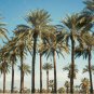 True Date Palm, Phoenix dactylifera, Tree Seeds (Showy, Edible, Evergreen)