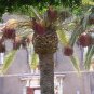 True Date Palm, Phoenix dactylifera, Tree Seeds (Showy, Edible, Evergreen)