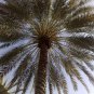 True Date Palm, Phoenix dactylifera, Tree Seeds (Showy, Edible, Evergreen)