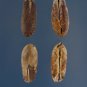 True Date Palm, Phoenix dactylifera, Tree Seeds (Showy, Edible, Evergreen)