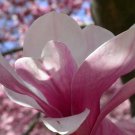 5 Saucer Magnolia, Magnolia soulangiana, Tree Seeds (Showy, Fragrant, Hardy)