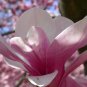 5 Saucer Magnolia, Magnolia soulangiana, Tree Seeds (Showy, Fragrant, Hardy)