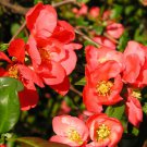 20 Japanese Quince, Chaenomeles japonica, Tree Seeds (Hardy, Fragrant)