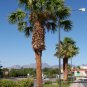 Mexican Fan Palm, Washingtonia robusta, Seeds (Easy, Fast, Edible, Evergreen)