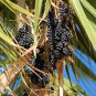 Mexican Fan Palm, Washingtonia robusta, Seeds (Easy, Fast, Edible, Evergreen)