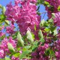 20 Arnot Bristly Locust, Robinia fertilis, Shrub Seeds (Fast, Hardy, Fragrant)
