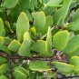Jojoba, Simmondsia chinensis, Seeds (Edible, Long Lived Desert Shrub, Hedge)