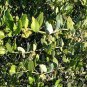 Jojoba, Simmondsia chinensis, Seeds (Edible, Long Lived Desert Shrub, Hedge)