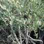 Jojoba, Simmondsia chinensis, Seeds (Edible, Long Lived Desert Shrub, Hedge)