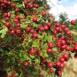 20 Single Seed English Hawthorn, Crataegus monogyna, Tree Seeds (Showy, Hardy)
