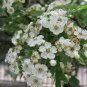 20 Single Seed English Hawthorn, Crataegus monogyna, Tree Seeds (Showy, Hardy)