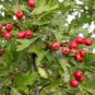 20 Single Seed English Hawthorn, Crataegus monogyna, Tree Seeds (Showy, Hardy)