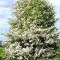 20 Single Seed English Hawthorn, Crataegus monogyna, Tree Seeds (Showy, Hardy)