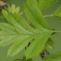 20 Single Seed English Hawthorn, Crataegus monogyna, Tree Seeds (Showy, Hardy)