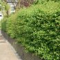 20 Single Seed English Hawthorn, Crataegus monogyna, Tree Seeds (Showy, Hardy)