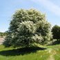 20 Single Seed English Hawthorn, Crataegus monogyna, Tree Seeds (Showy, Hardy)