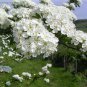 20 Single Seed English Hawthorn, Crataegus monogyna, Tree Seeds (Showy, Hardy)