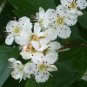 20 Single Seed English Hawthorn, Crataegus monogyna, Tree Seeds (Showy, Hardy)