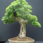 20 Single Seed English Hawthorn, Crataegus monogyna, Tree Seeds (Showy, Hardy)