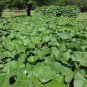 Bushel Basket Gourd, Lagenaria siceraria, Seeds (30-50 lbs)