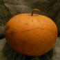 Bushel Basket Gourd, Lagenaria siceraria, Seeds (30-50 lbs)
