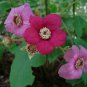 Purple-Flowering Raspberry, Rubus odoratus, Shrub Seeds (Fast, Edible, Showy)