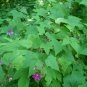 Purple-Flowering Raspberry, Rubus odoratus, Shrub Seeds (Fast, Edible, Showy)