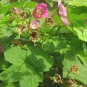 Purple-Flowering Raspberry, Rubus odoratus, Shrub Seeds (Fast, Edible, Showy)